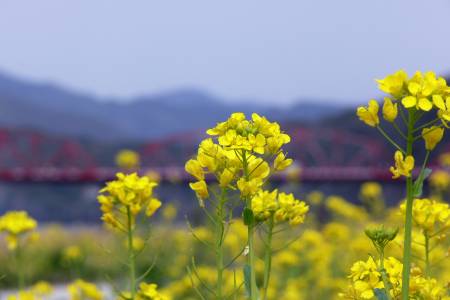 菜の花と中村赤鉄橋